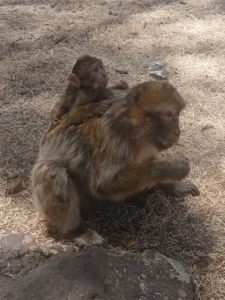 Barbary Macaque in Ifrane Cedar Forest