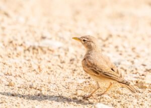 Bird watching excursion in the Merzouga desert Morocco