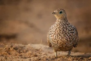 Crowned Sandgrouse standing on sandy desert terrain in Morocco's Sahara Desert