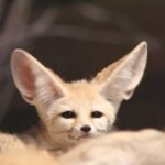 Fennec fox in the Erg Chebbi dunes near Merzouga during a Sahara wildlife safari in Morocco