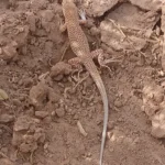fringe-fingered lizard, Merzouga desert