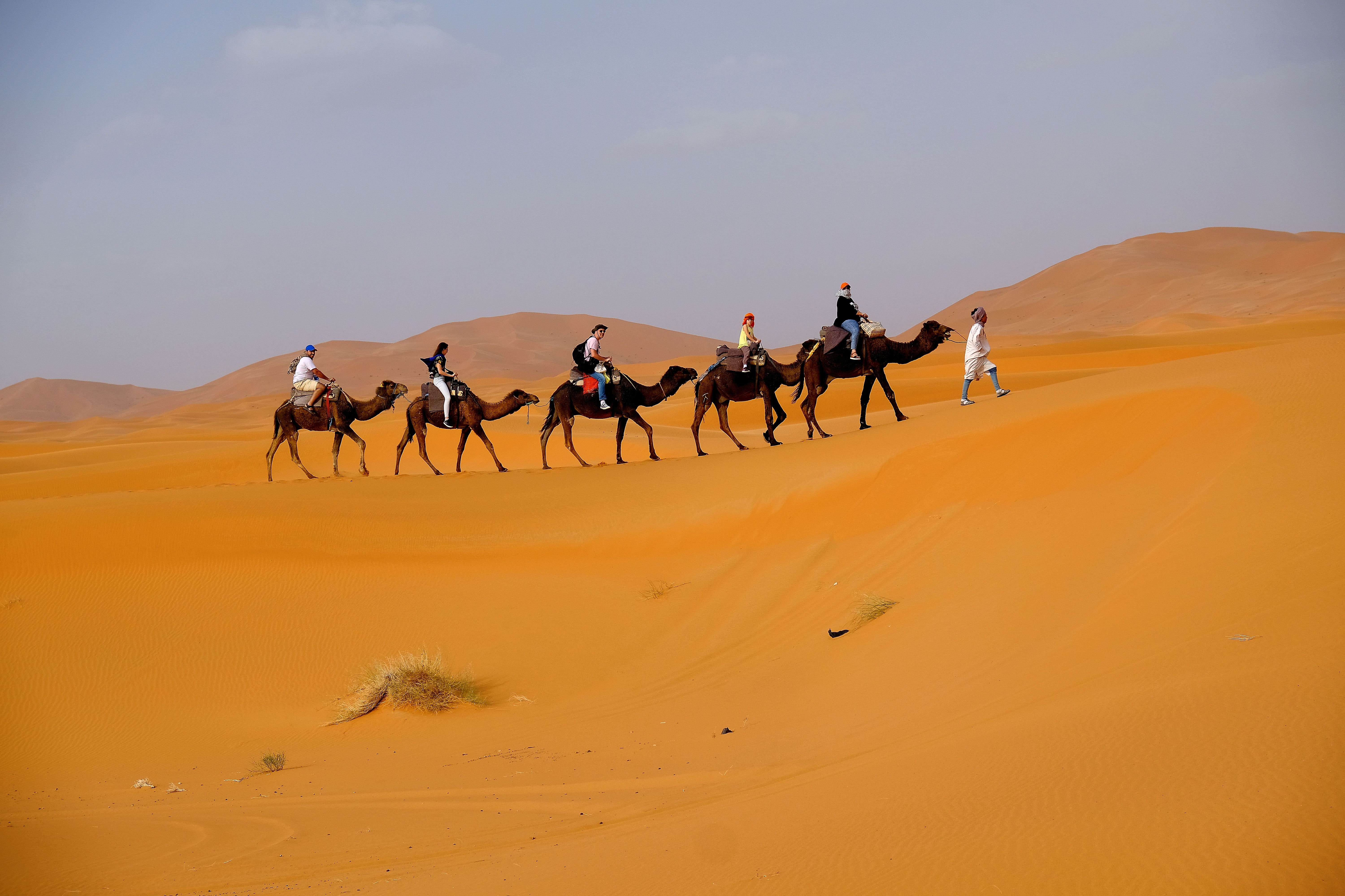 camels trekking, desert tour, Merzouga