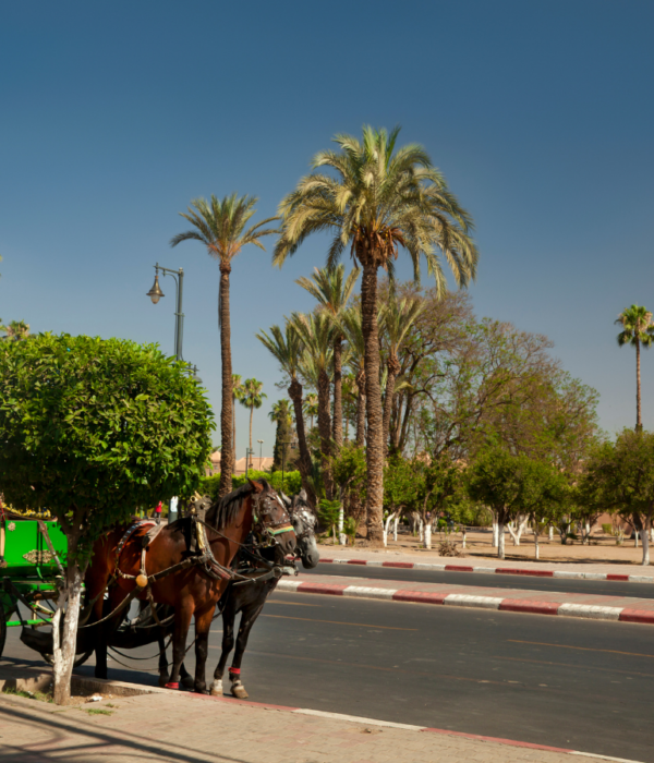travel morocco trips