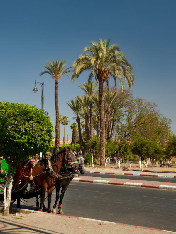 travel morocco trips