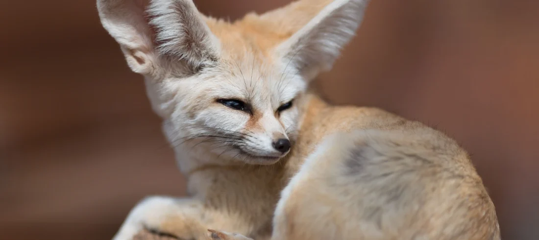 Moroccan wildlife in the Atlas Mountains and Sahara Desert