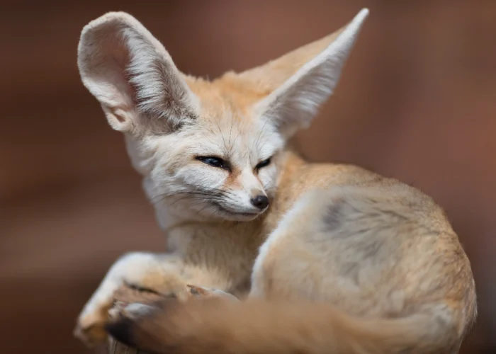 Moroccan wildlife in the Atlas Mountains and Sahara Desert