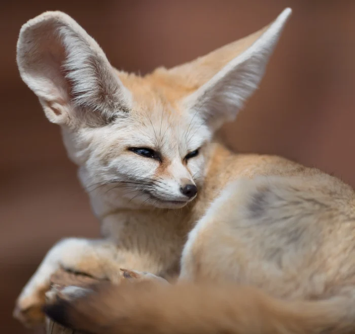 Moroccan wildlife in the Atlas Mountains and Sahara Desert