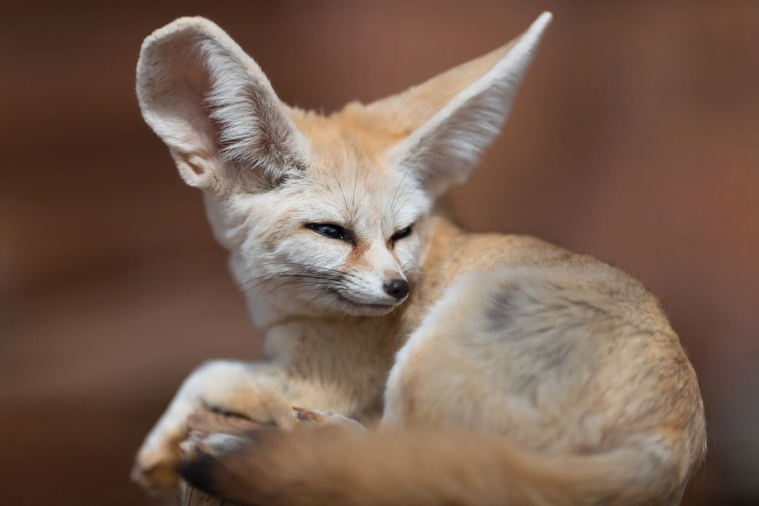 Moroccan wildlife in the Atlas Mountains and Sahara Desert