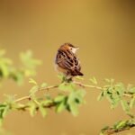 Wildlife photography expedition in the Sahara Desert of Morocco near Erg Chebbi dunes