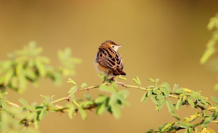 Wildlife photography expedition in the Sahara Desert of Morocco near Erg Chebbi dunes